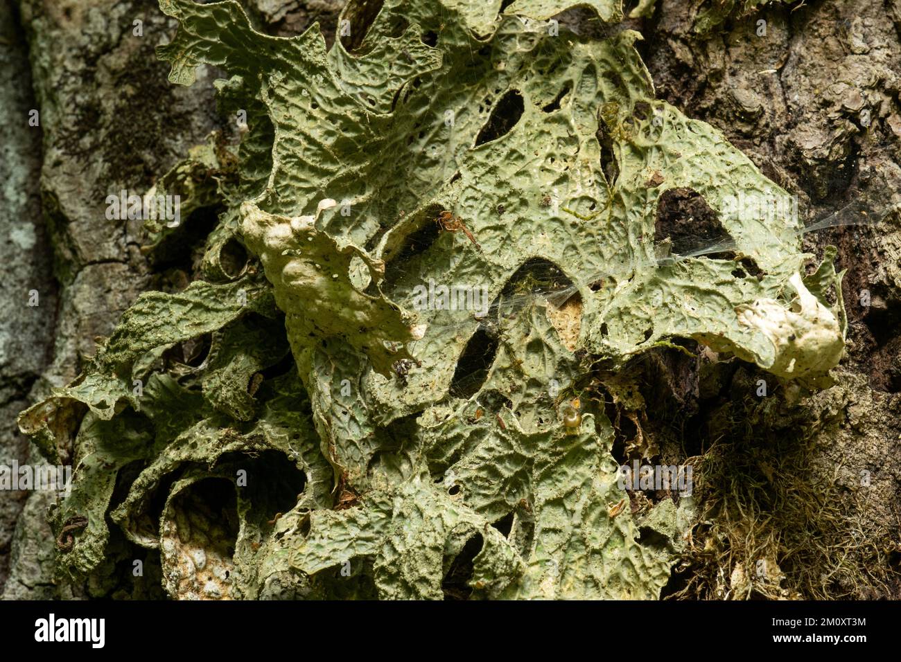 Lungenflechten, Lobaria pulmonaria, die auf einem grossen Eichenstamm im lettischen Wald wächst Stockfoto