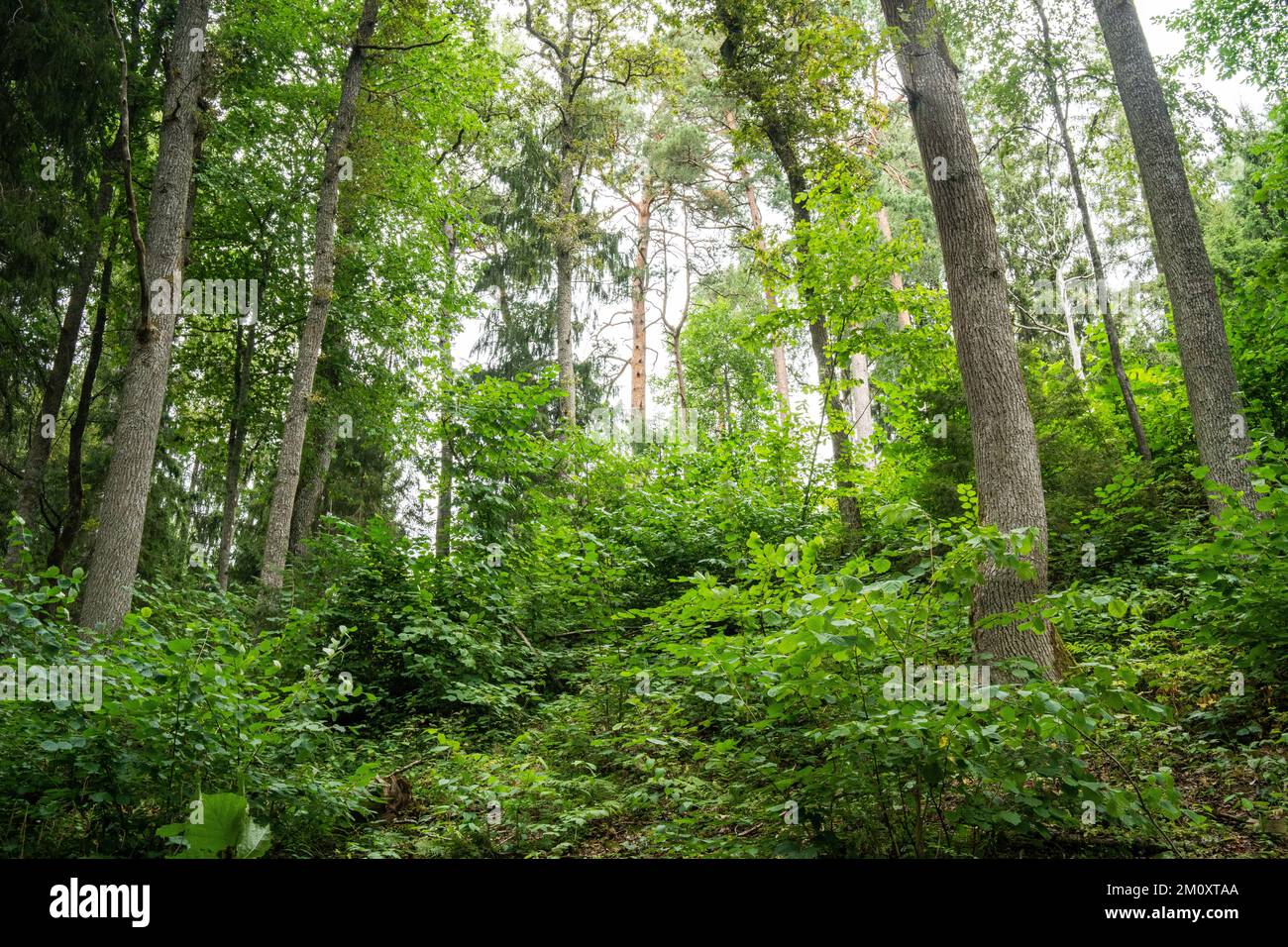 Ein bewirtschafteter Mischborealwald mit großen Hartholzbäumen im Sommer Lettland, Europa Stockfoto