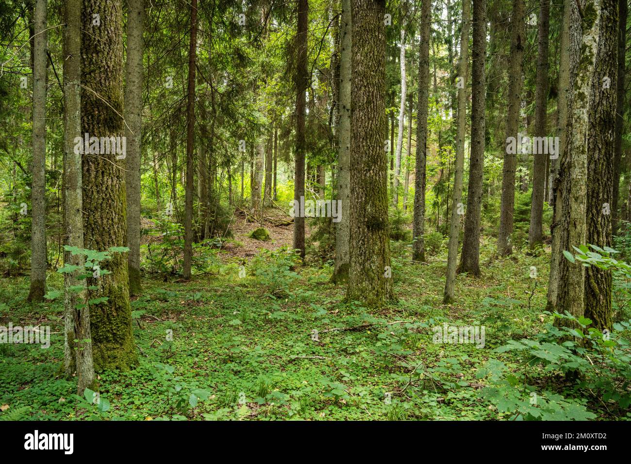 Ein bewirtschafteter Mischborealwald mit großen Hartholzbäumen im Sommer Lettland, Europa Stockfoto