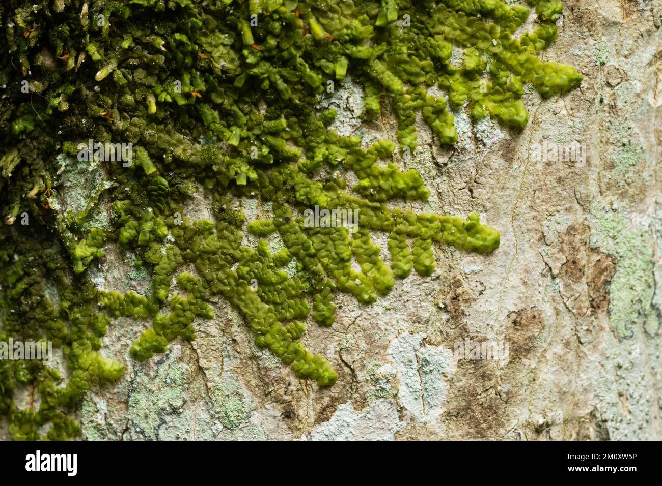 Nahaufnahme von sogar Skalewürzen, die auf einem Baumstamm in einem lettischen Wald in Europa wachsen Stockfoto