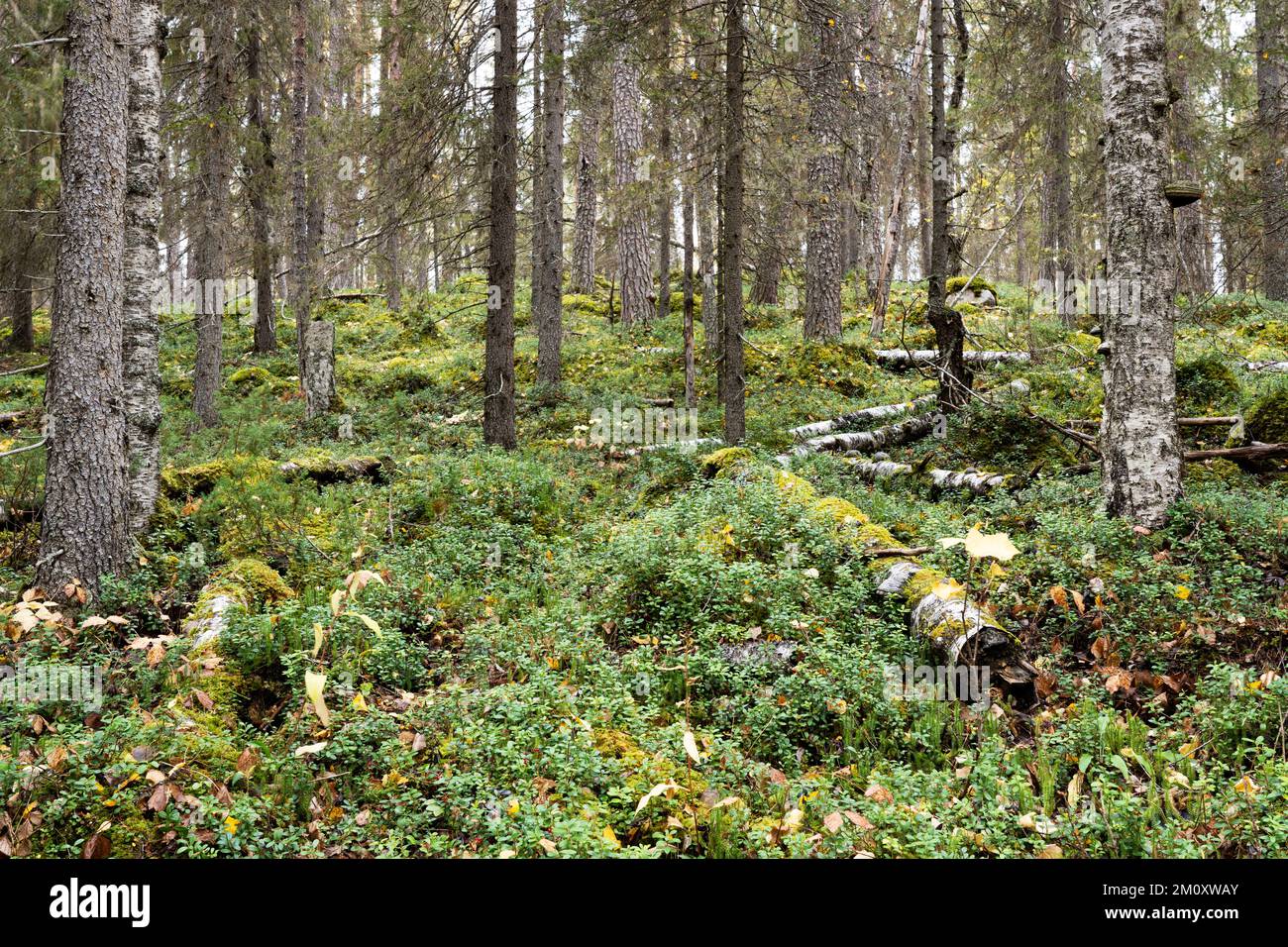 Ein herbstlicher alter Wald mit Totholz auf dem Waldboden im Oulanka-Nationalpark in Nordfinnland Stockfoto