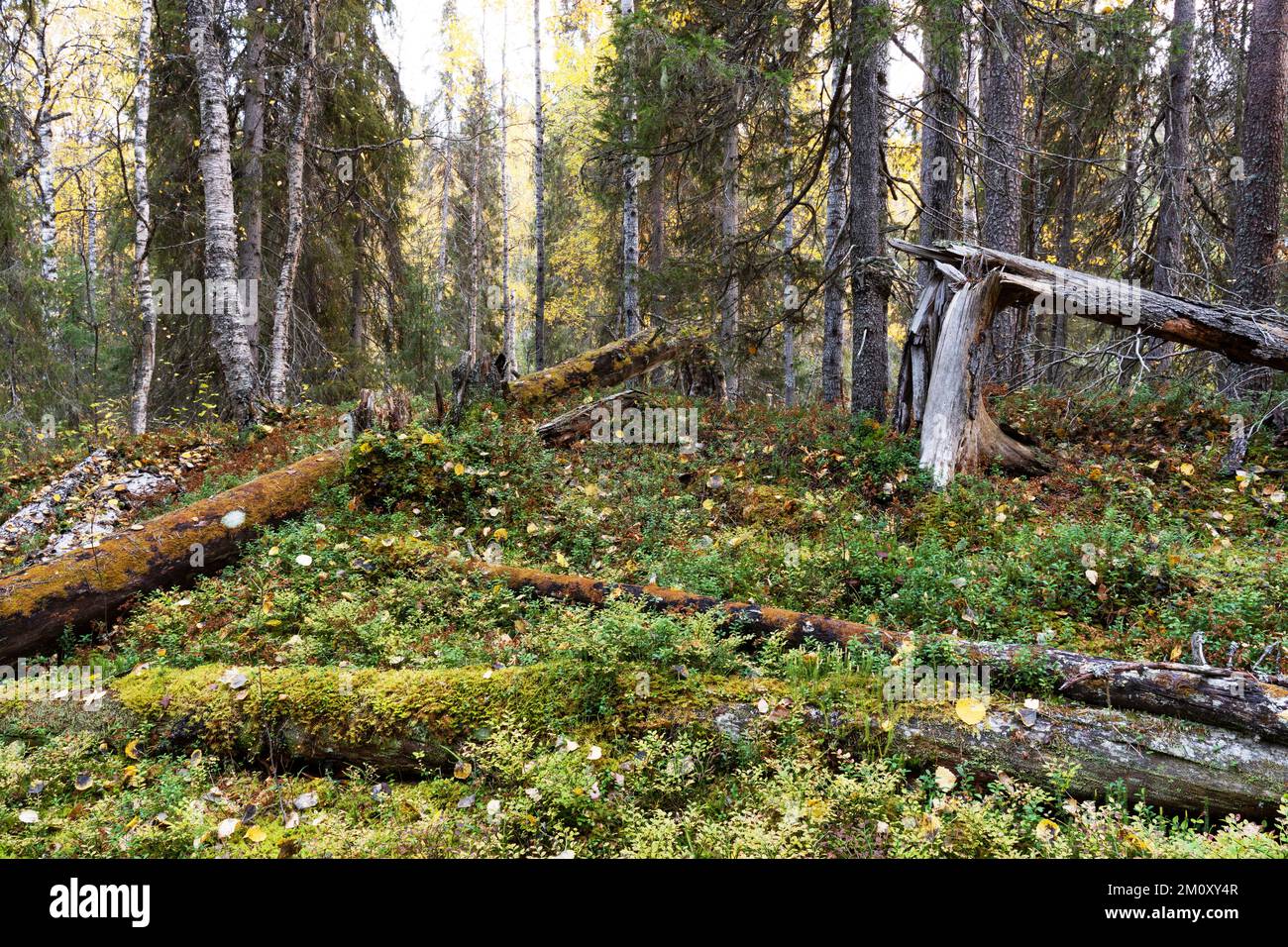 Ein herbstlicher alter Wald mit Totholz auf dem Waldboden im Oulanka-Nationalpark in Nordfinnland Stockfoto
