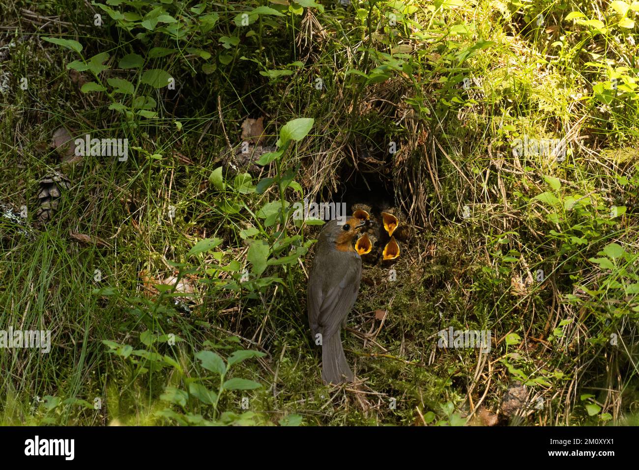 Europäische Rotkehlfütterung von Küken in einem gut versteckten Nest auf dem Waldboden an einem späten Abend in Estland Stockfoto