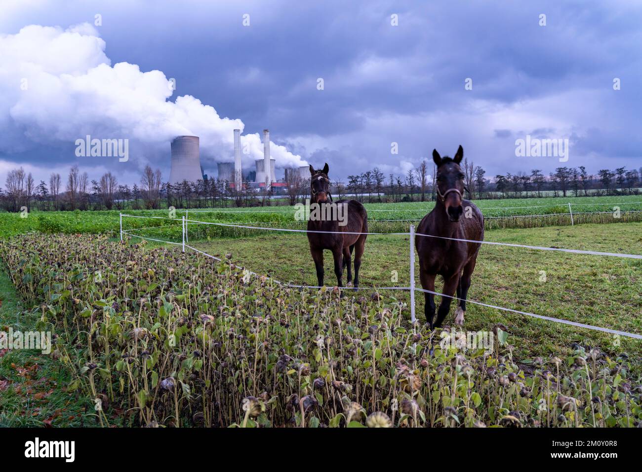 Pferdepaddock im Braunkohlekraftwerk RWE Power AG Niederaussem, nahe Bergheim, NRW, NRW, Deutschland, Stockfoto