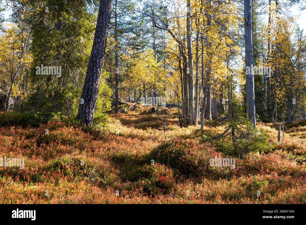 Blick auf einen herbstlichen Wald mit altem Wachstum im Salla-Nationalpark in Nordfinnland Stockfoto