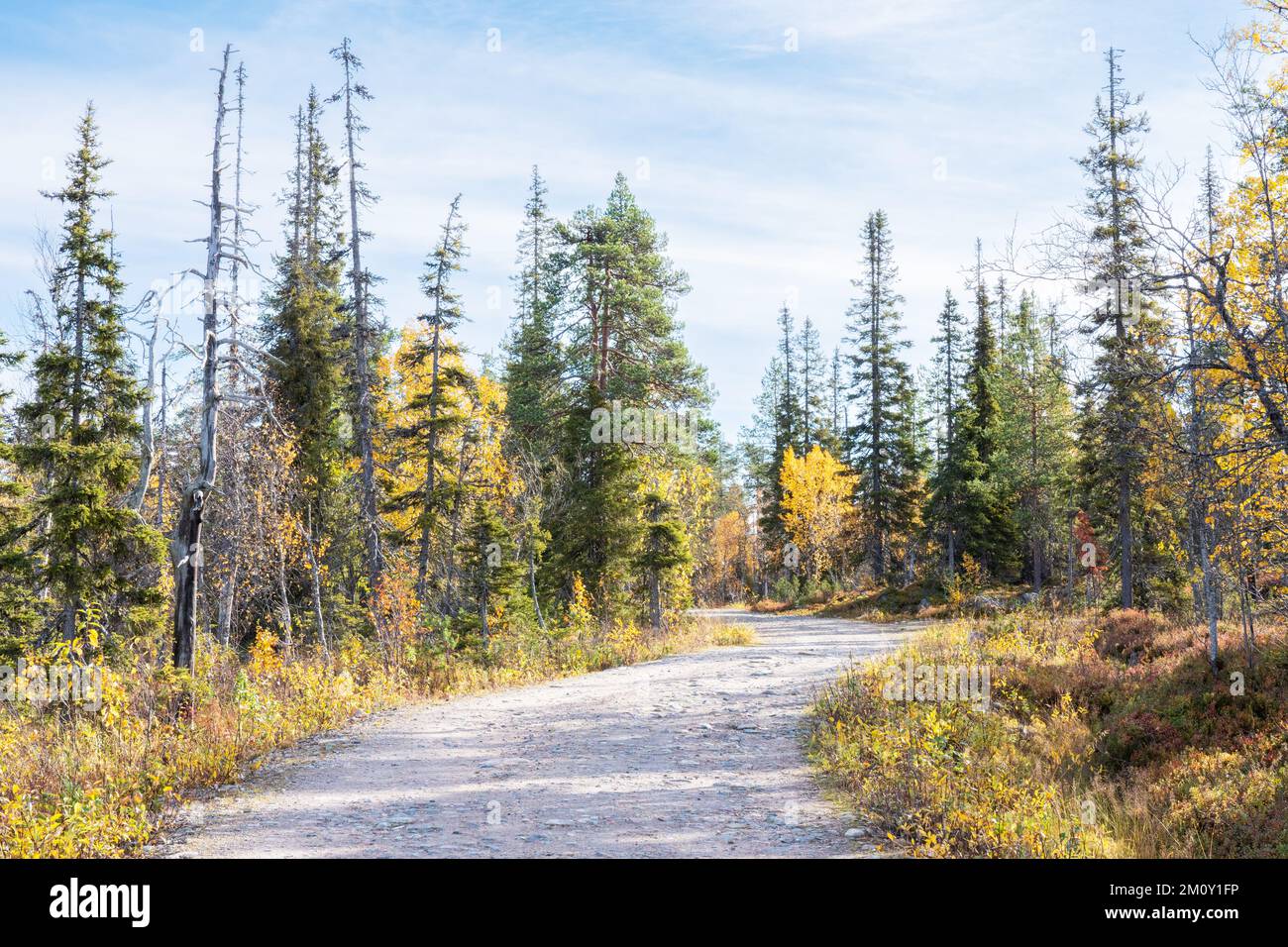 Eine kleine Straße, die an einem sonnigen Herbsttag durch einen Taigawald im Salla-Nationalpark in Nordfinnland führt Stockfoto