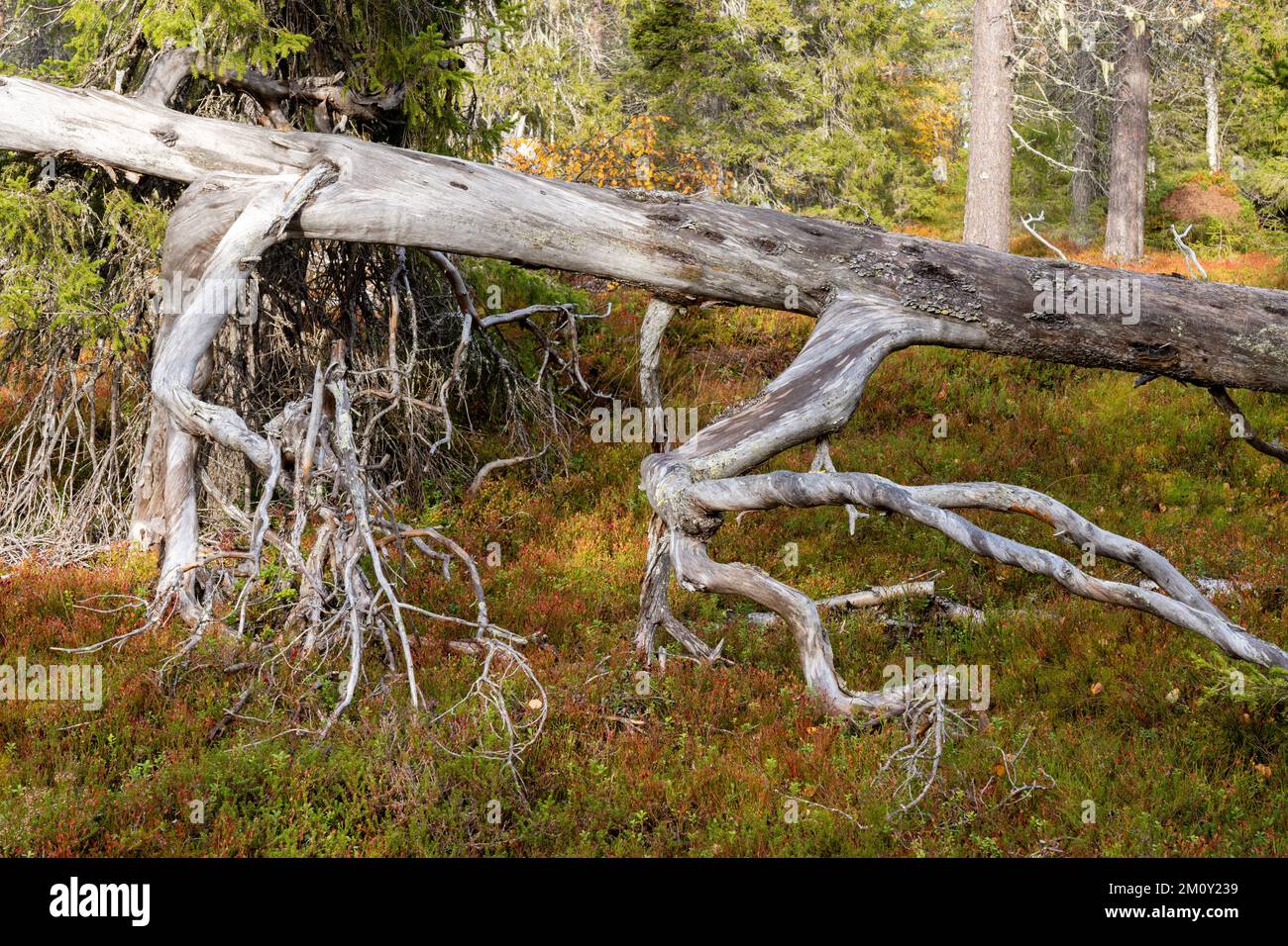 Altes Totholz in einem herbstlichen Taigawald im Salla-Nationalpark in Nordfinnland Stockfoto