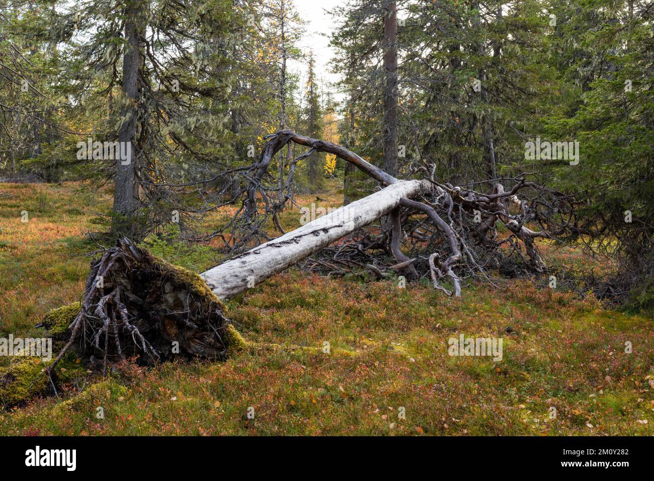 Altes Totholz in einem herbstlichen Taigawald im Salla-Nationalpark in Nordfinnland Stockfoto