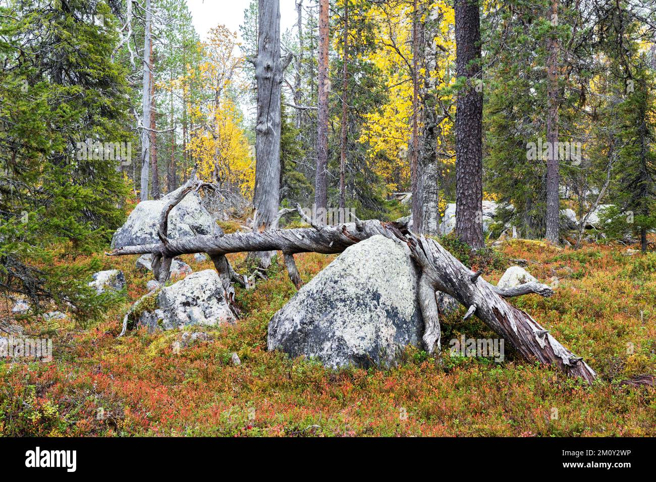 Ein uralter Herbstwald mit großen Felsen im Salla-Nationalpark in Nordfinnland Stockfoto