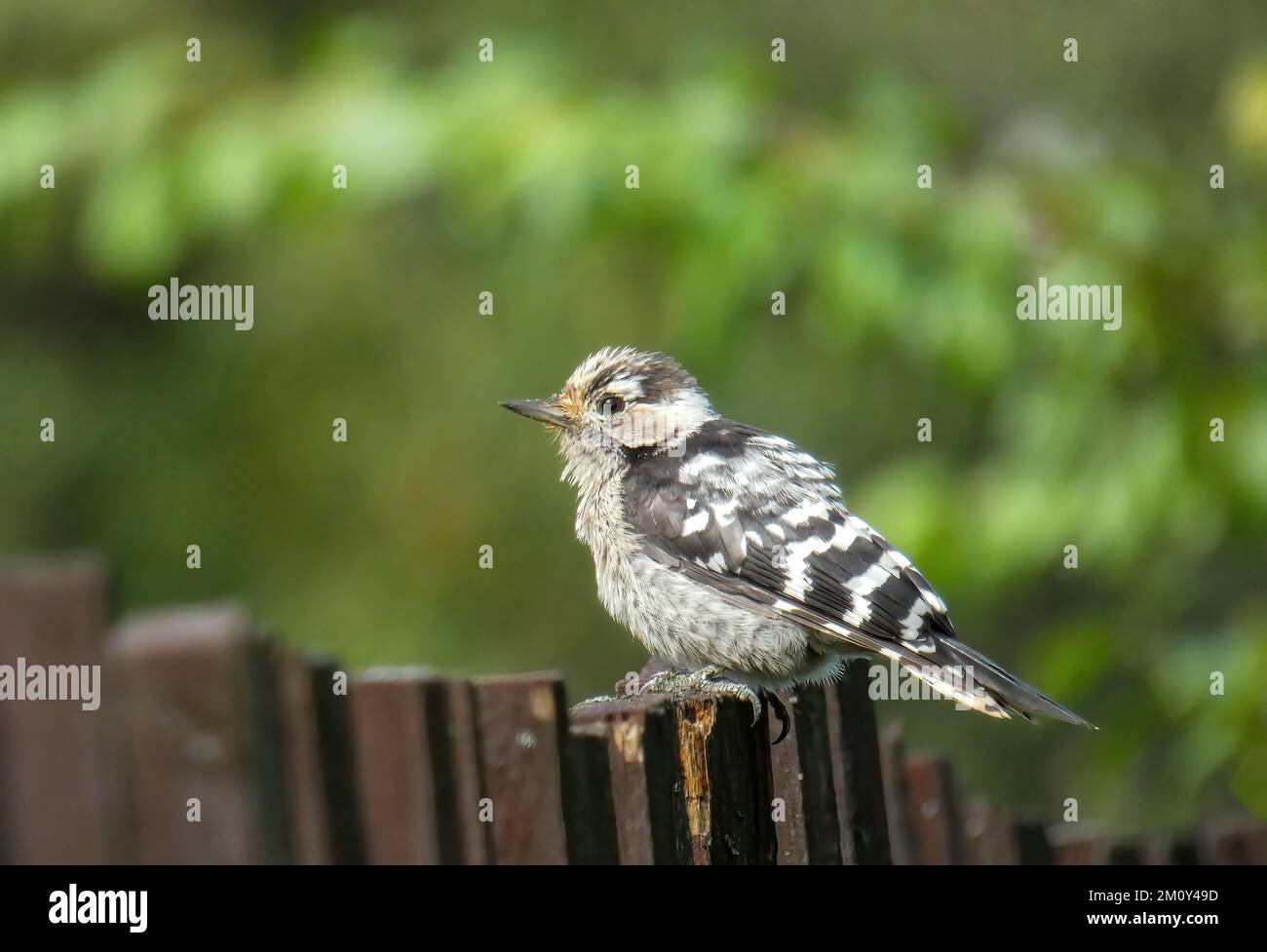 Der kleine flog auf den Zaun, um zu posieren. Kleiner Fleckspecht. Stockfoto