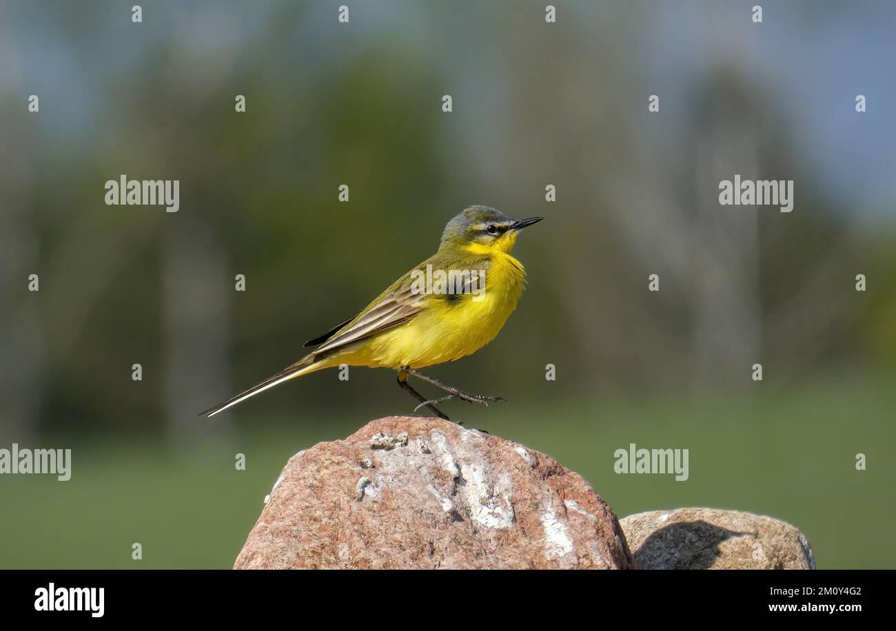 Westlicher gelber Schwanz, ihr sich drehender Tanz auf dem Stein. Stockfoto