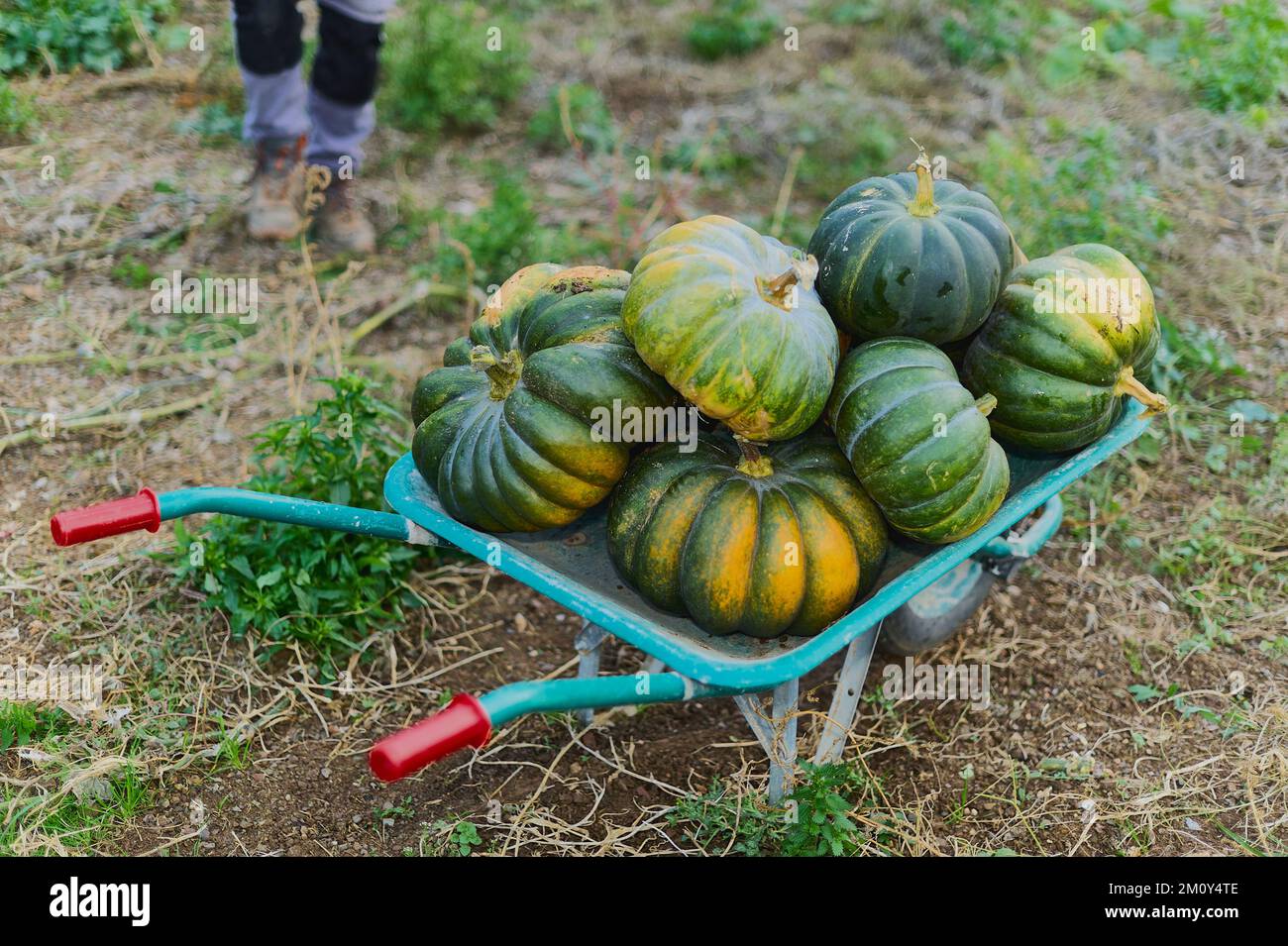 Straße voller Kürbisse mit den Füßen einer Person im Hintergrund. Stockfoto