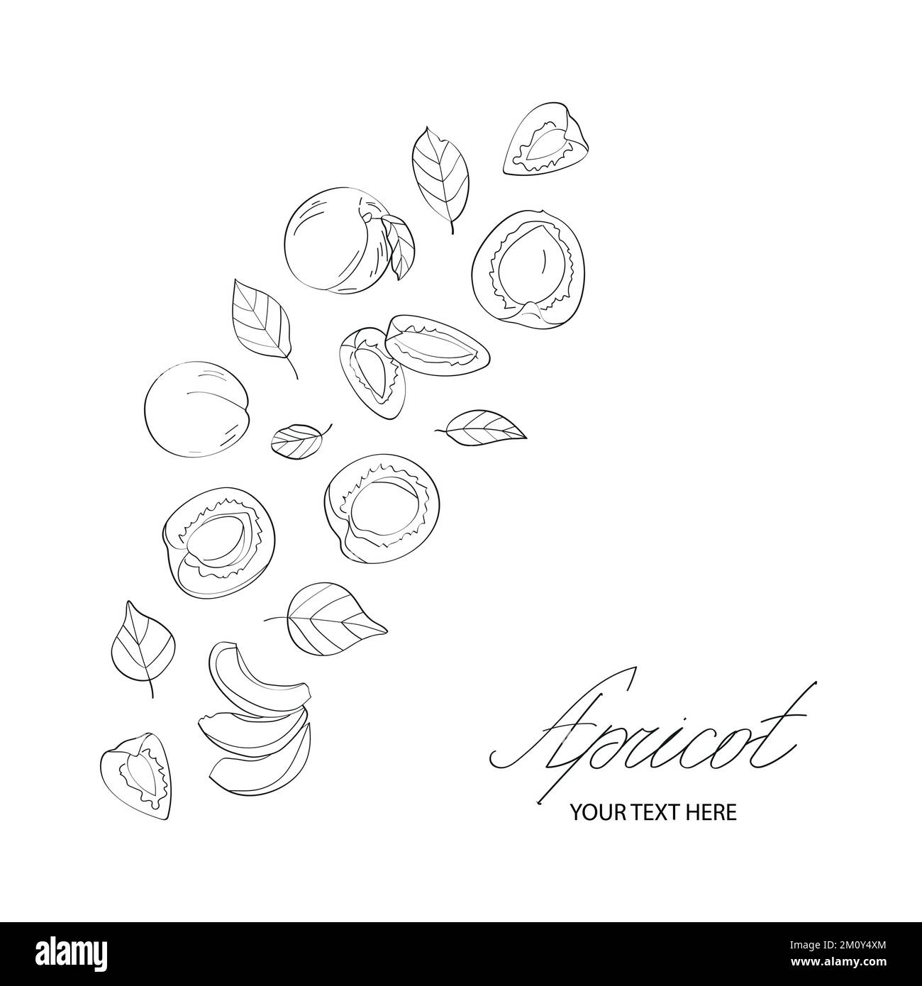 Aprikosen-Set. Vektordarstellung im Skizzenstil. Stock Vektor