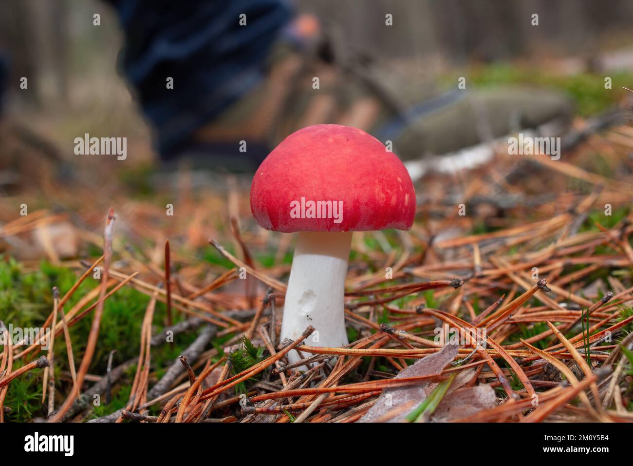 Roter Kopf, weißer Stiel, Russula-Pilz. Hinter ihm, im Hintergrund, ist der Schuh des Pilzpflückers. Stockfoto