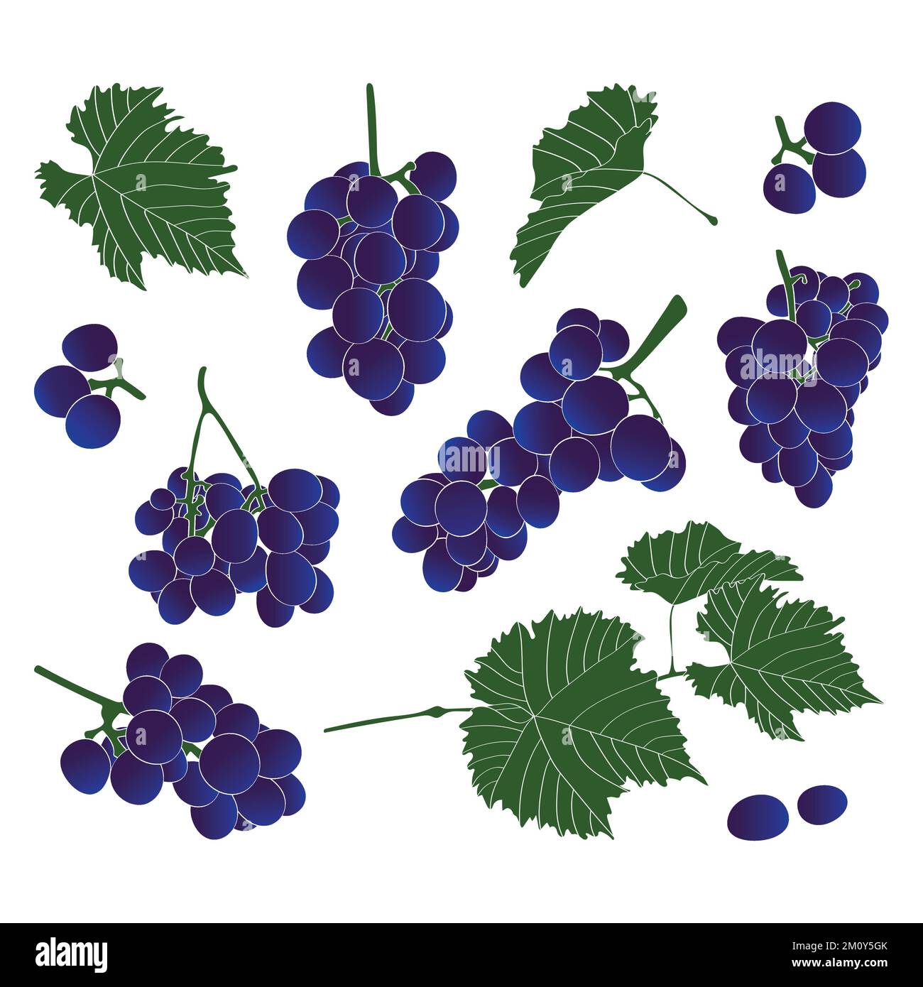Trauben und Blätter. Vektordarstellung. Stock Vektor