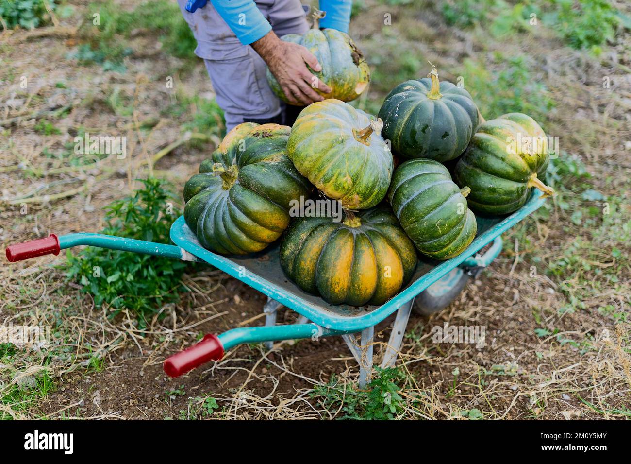 Straße voller Kürbisse mit den Füßen einer Person im Hintergrund. Stockfoto