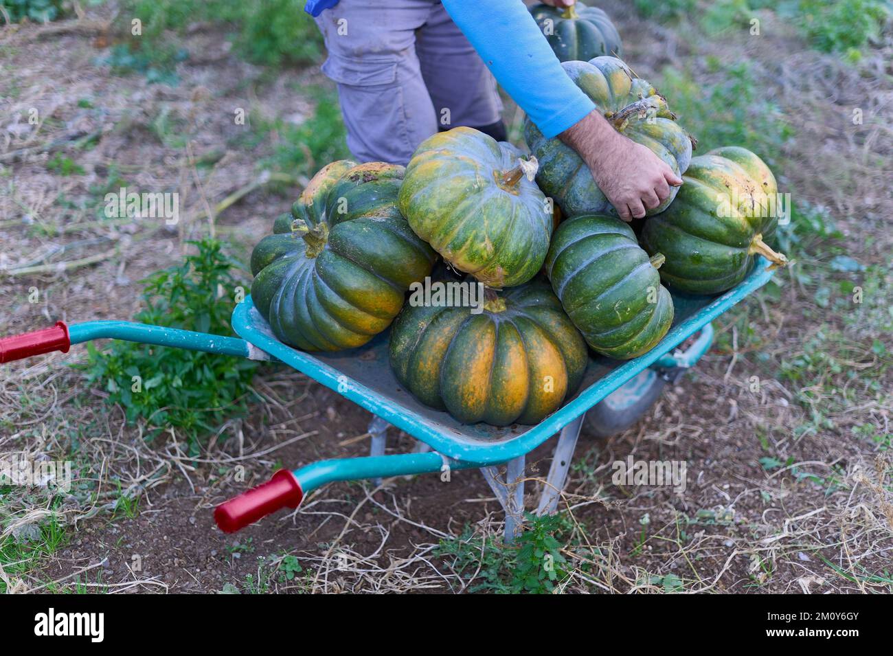 Straße voller Kürbisse mit den Füßen einer Person im Hintergrund. Stockfoto