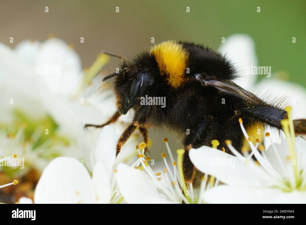 Eine große Bummelkönigin oder eine große erdige Hummel, Bombus terrestris auf weißer Blume des Sanddorns, Prunus spinosa Stockfoto