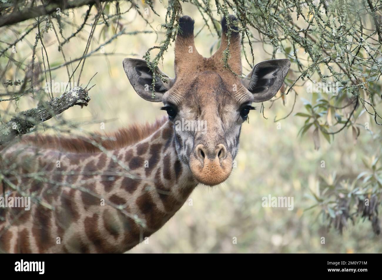 Masai-Giraffe (Giraffa camelopardis), Kopf und Hals Stockfoto