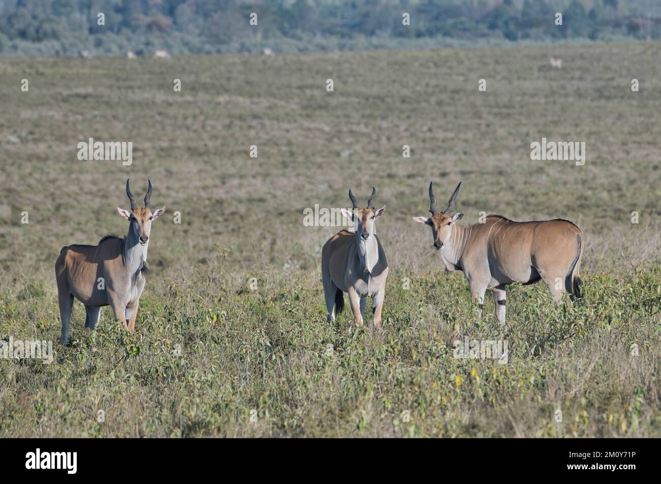 Drei junge Eland (Taurotragus oryx), die gerade ihre Taulappen entwickeln Stockfoto