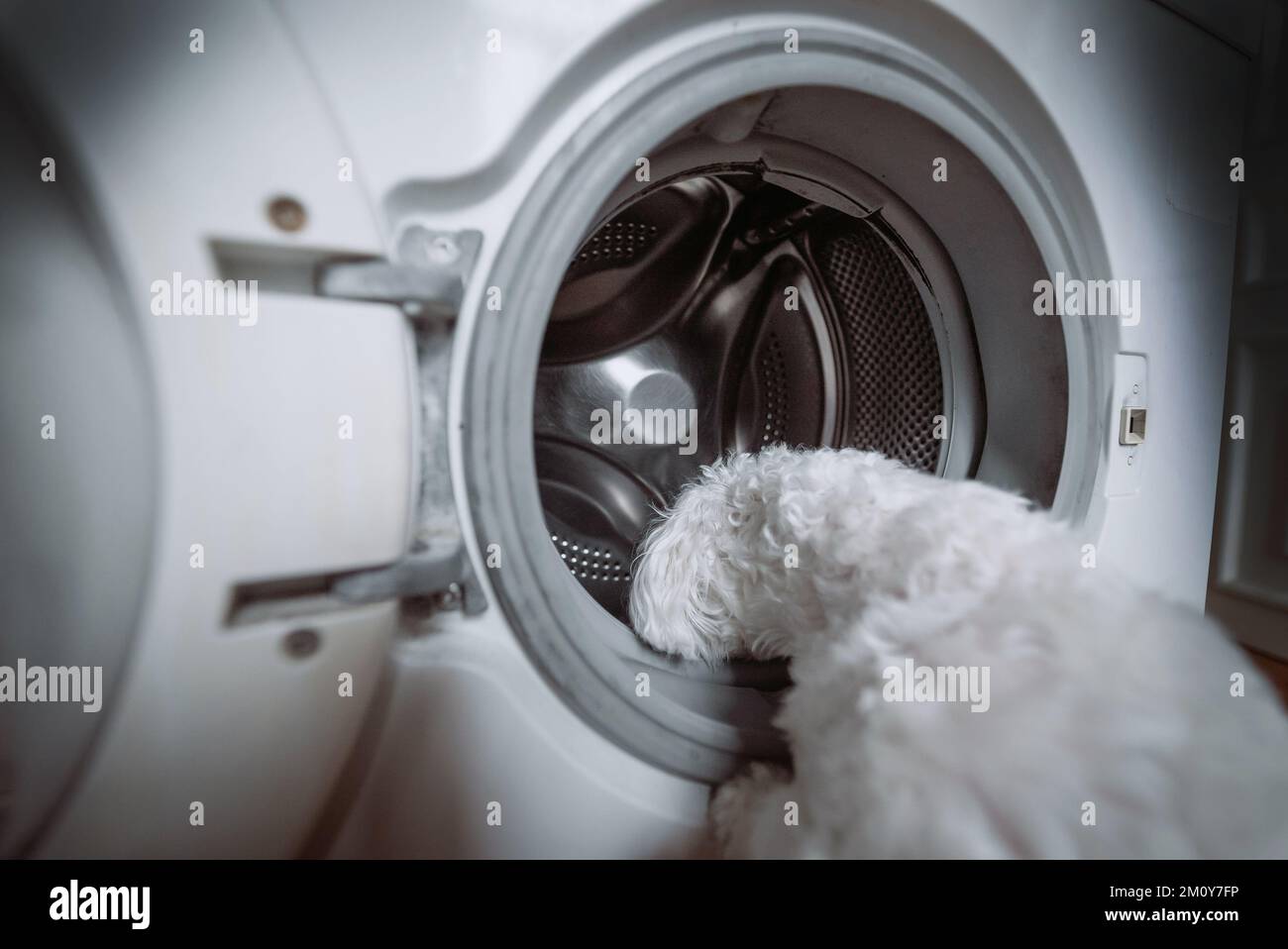 Süßer kleiner weißer Hund, der in die Waschmaschine schaut. Ansicht schließen Stockfoto