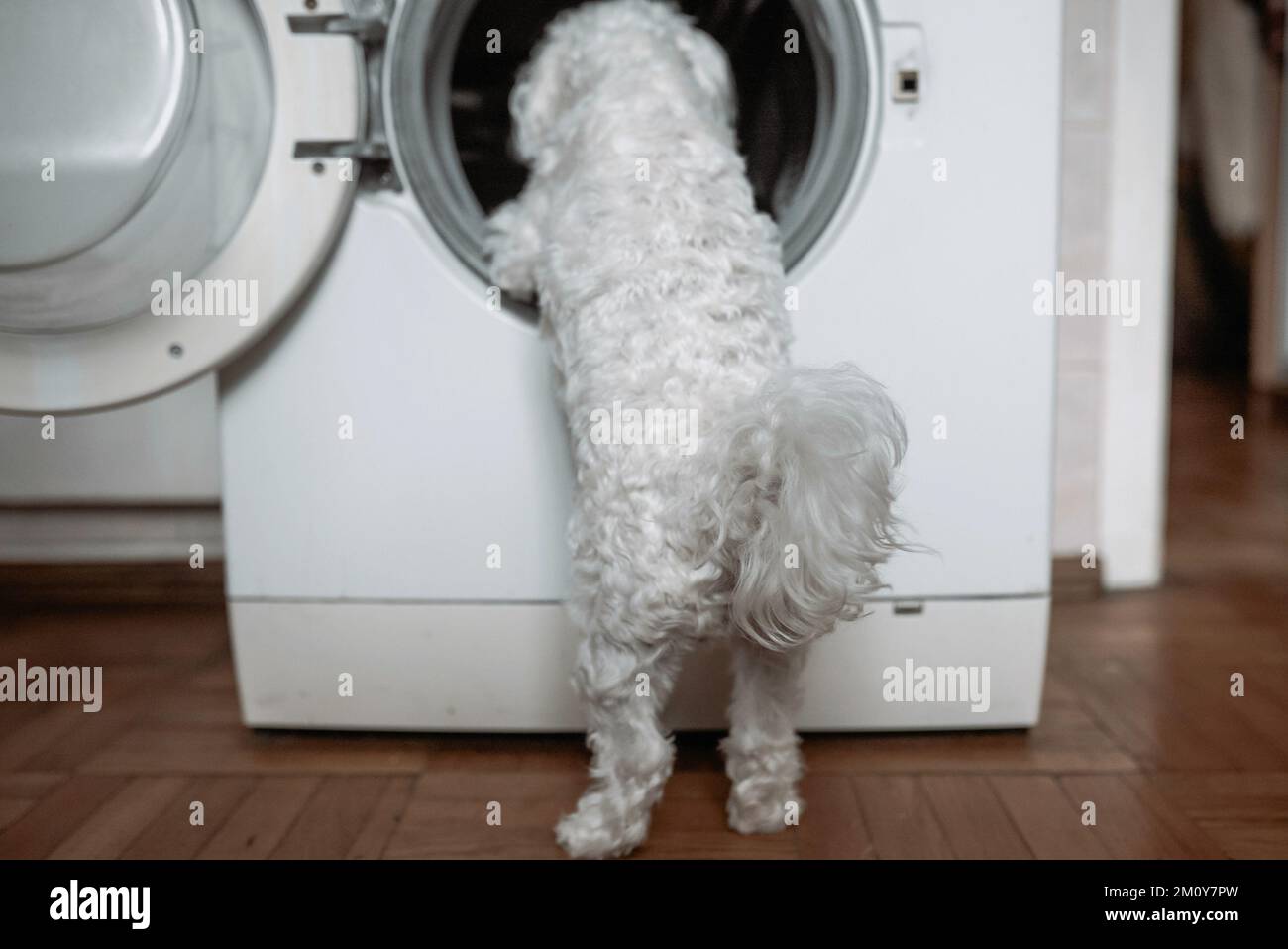 Süßer kleiner weißer Hund, der in die Waschmaschine schaut. Ansicht schließen Stockfoto