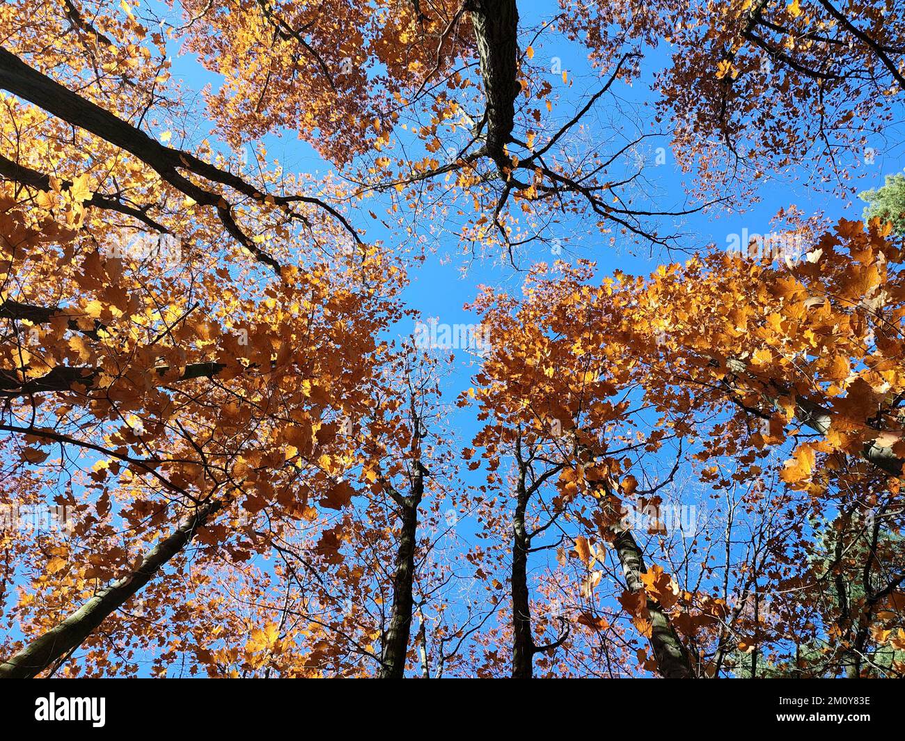 Baumwipfel mit roten orangefarbenen Blättern, die im Wind im Hintergrund schweben, ein klarer blauer Himmel am sonnigen Herbsttag. Ansicht von unten. Wälder, Wälder, Natur im Herbst, saisonale Kulisse. Wunderschöner natürlicher Hintergrund Stockfoto