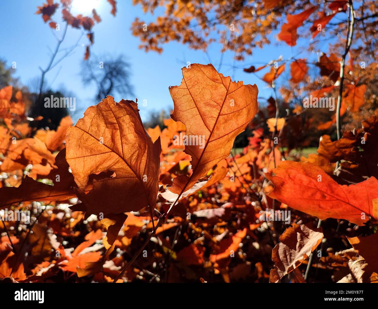 Rote orangefarbene Eichenblätter, hell erleuchtet von der Sonne im Wald an einem sonnigen Herbsttag aus der Nähe. Wälder, Wälder, Natur im Herbst, saisonale Kulisse. Wunderschöner natürlicher Hintergrund. Naturumgebung Stockfoto