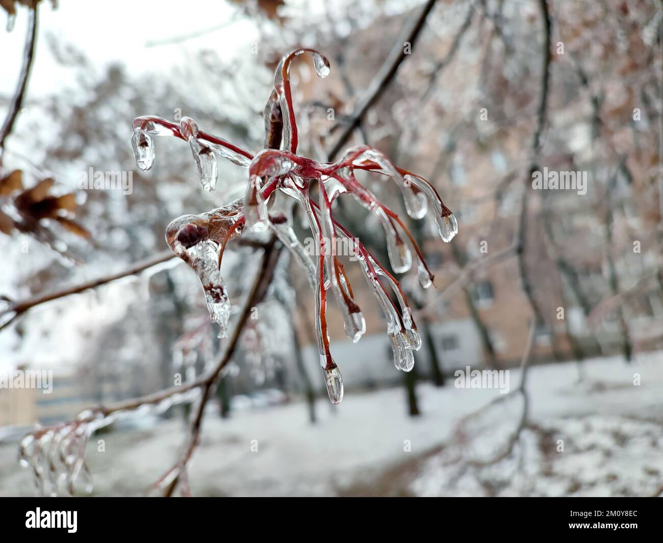 Buschäste, die nach Regen und Frost im Winter mit Eis bedeckt sind. Gefrorene Pflanzen. Nach eiskaltem Regen. Eisiger Regen. Gefrorene Regentropfen, kalt, Eis, eisig, frostig. Naturphänomen. Natürlicher Hintergrund Stockfoto