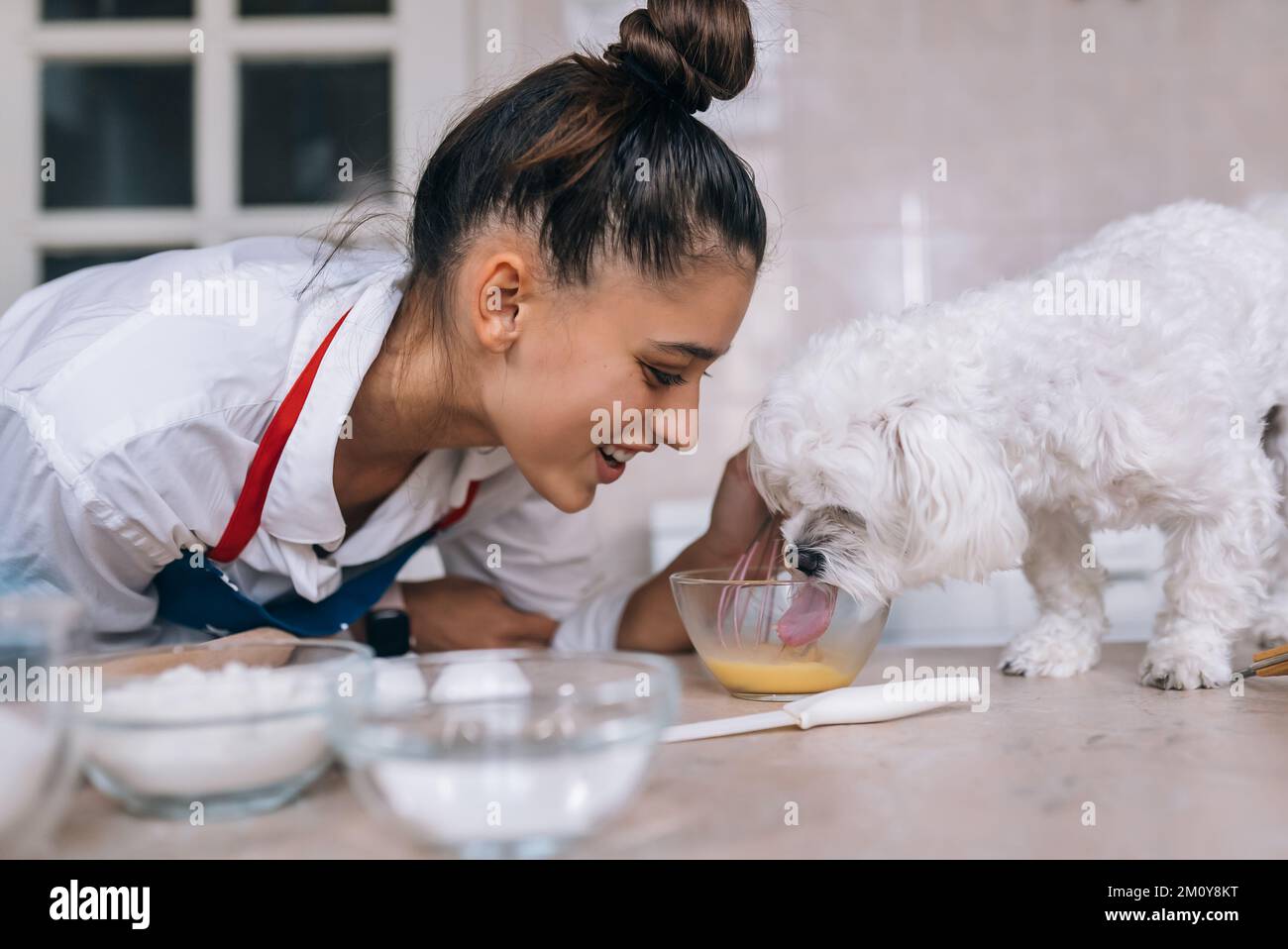 Lächelnde junge Frau in der Küche und süßer weißer maltesischer Hund, der auf dem Tisch isst Stockfoto