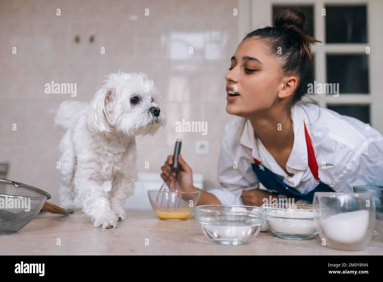Junge Frau und niedlicher weißer maltesischer Hund auf dem Tisch Stockfoto