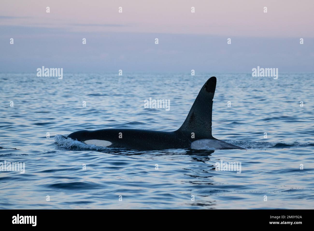 Männlicher Killerwal - Orca (Orcinus orca), Lofoten-Inseln, Norwegen Stockfoto