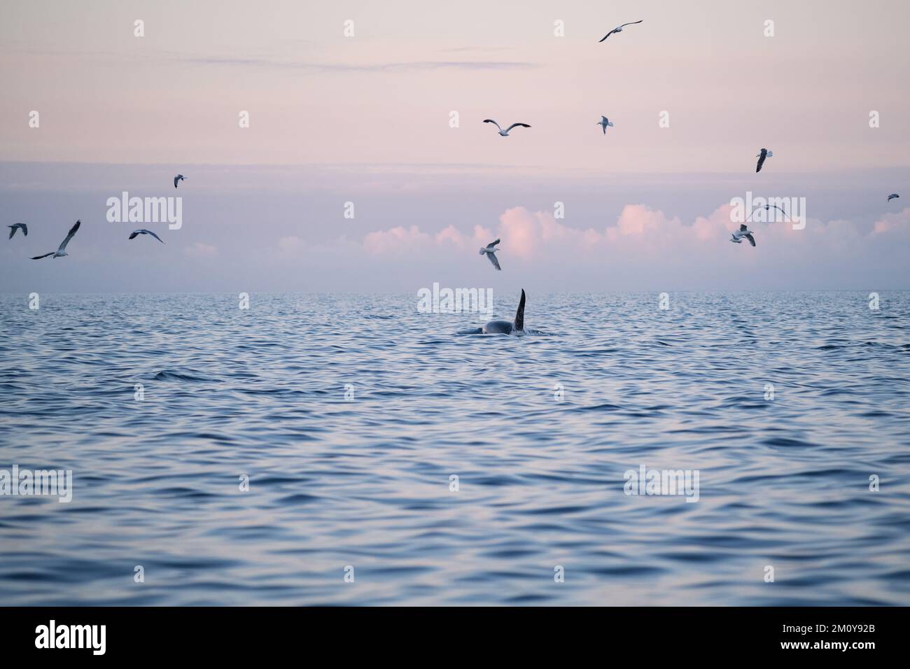 Killerwal - Orca (Orcinus orca), Lofoten-Inseln, Norwegen Stockfoto