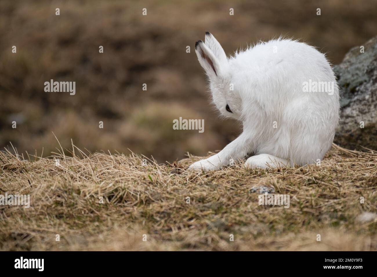 Berghai (Lepus timidus), Lofoten, Norwegen Stockfoto