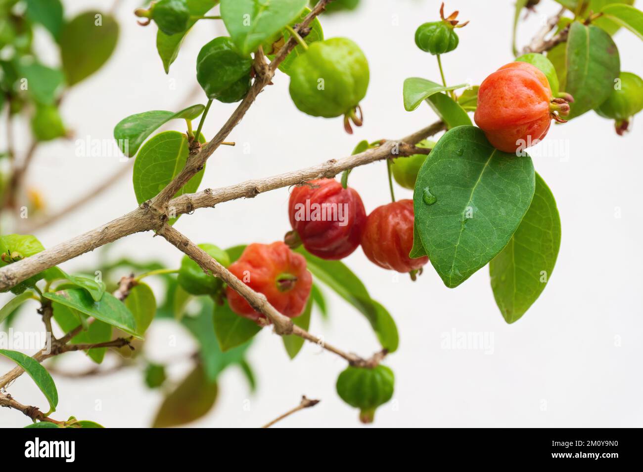 Reifende Früchte brasilianischer Kirschen auf einem Ast im Garten Stockfoto