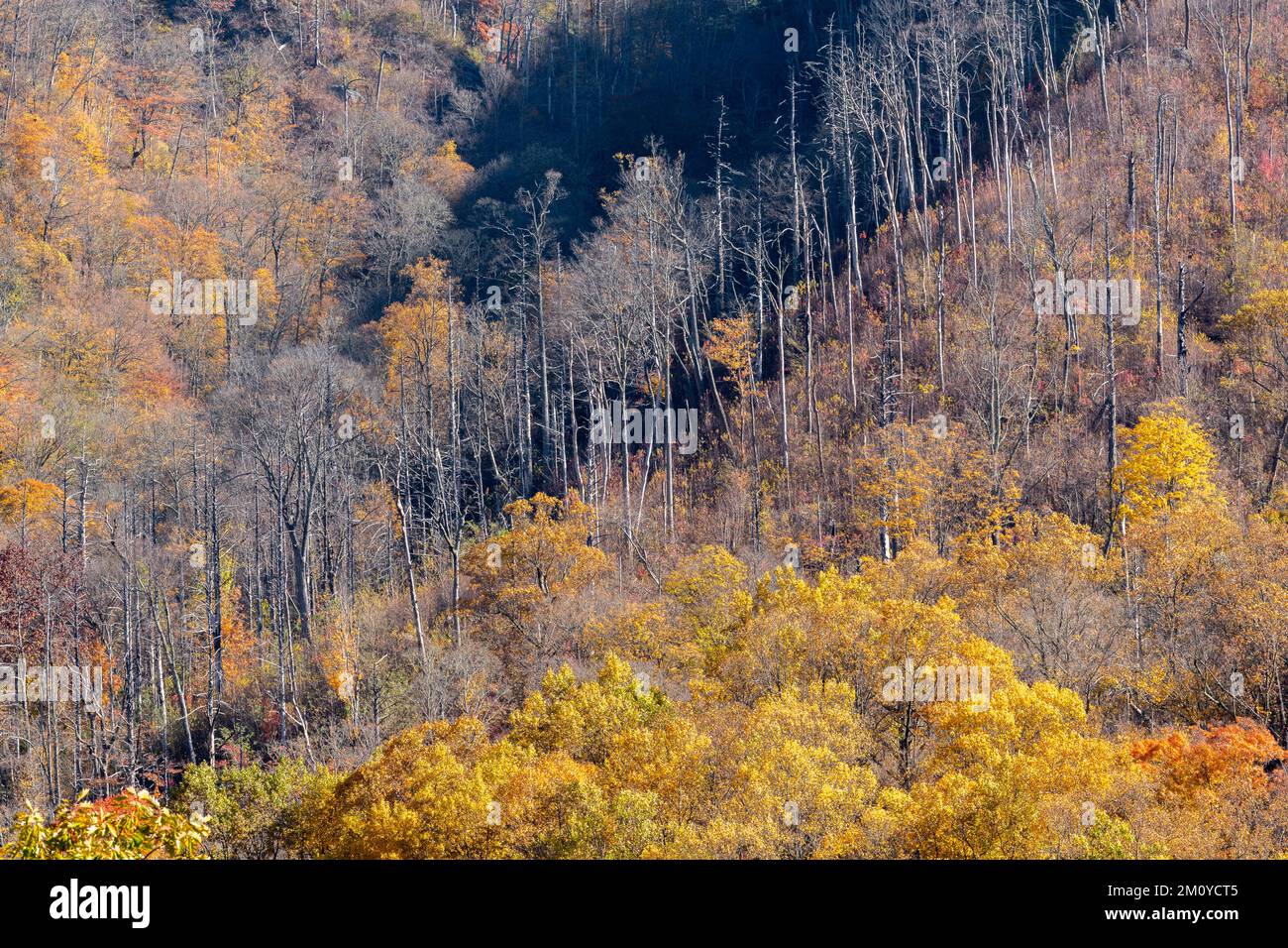 Herbstfarben in Great Smoky Mountains NP, TN, USA, Ende Oktober, von Dominique Braud/Dembinsky Photo Assoc Stockfoto