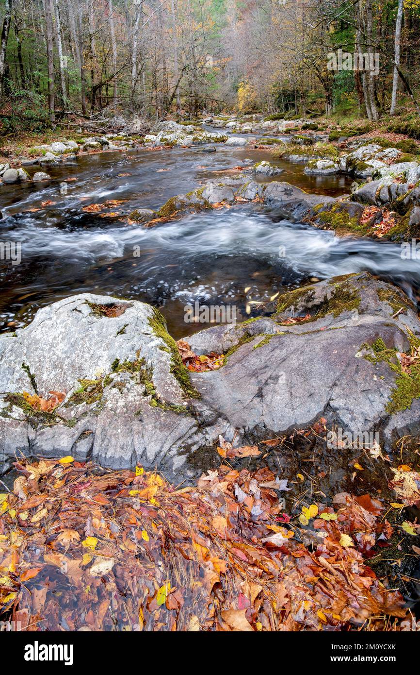 Wasserfall, Stromschnellen, Middle Prong Little River, Herbst, Great Smoky Mountains NP, TN, USA, Ende Oktober, von Dominique Braud/Dembinsky Photo Assoc Stockfoto Wasserfall, Stromschnellen, Middle Prong Little River, Herbst, Great Smoky Mountains NP, TN, USA, Ende Oktober, von Dominique Braud/Dembinsky Photo Assoc Stockfoto