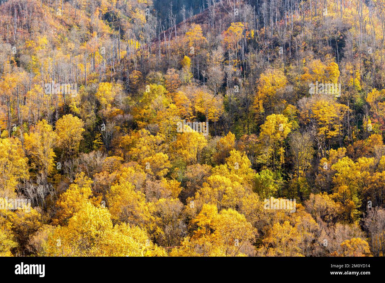 Herbstfarben in Great Smoky Mountains NP, TN, USA, Ende Oktober, von Dominique Braud/Dembinsky Photo Assoc Stockfoto Herbstfarben in Great Smoky Mountains NP, TN, USA, Ende Oktober, von Dominique Braud/Dembinsky Photo Assoc Stockfoto