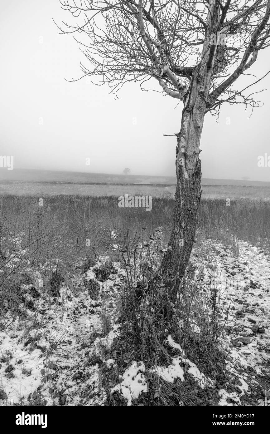 L.T. Murray Wildlife Area im Herbst, WA Stockfoto