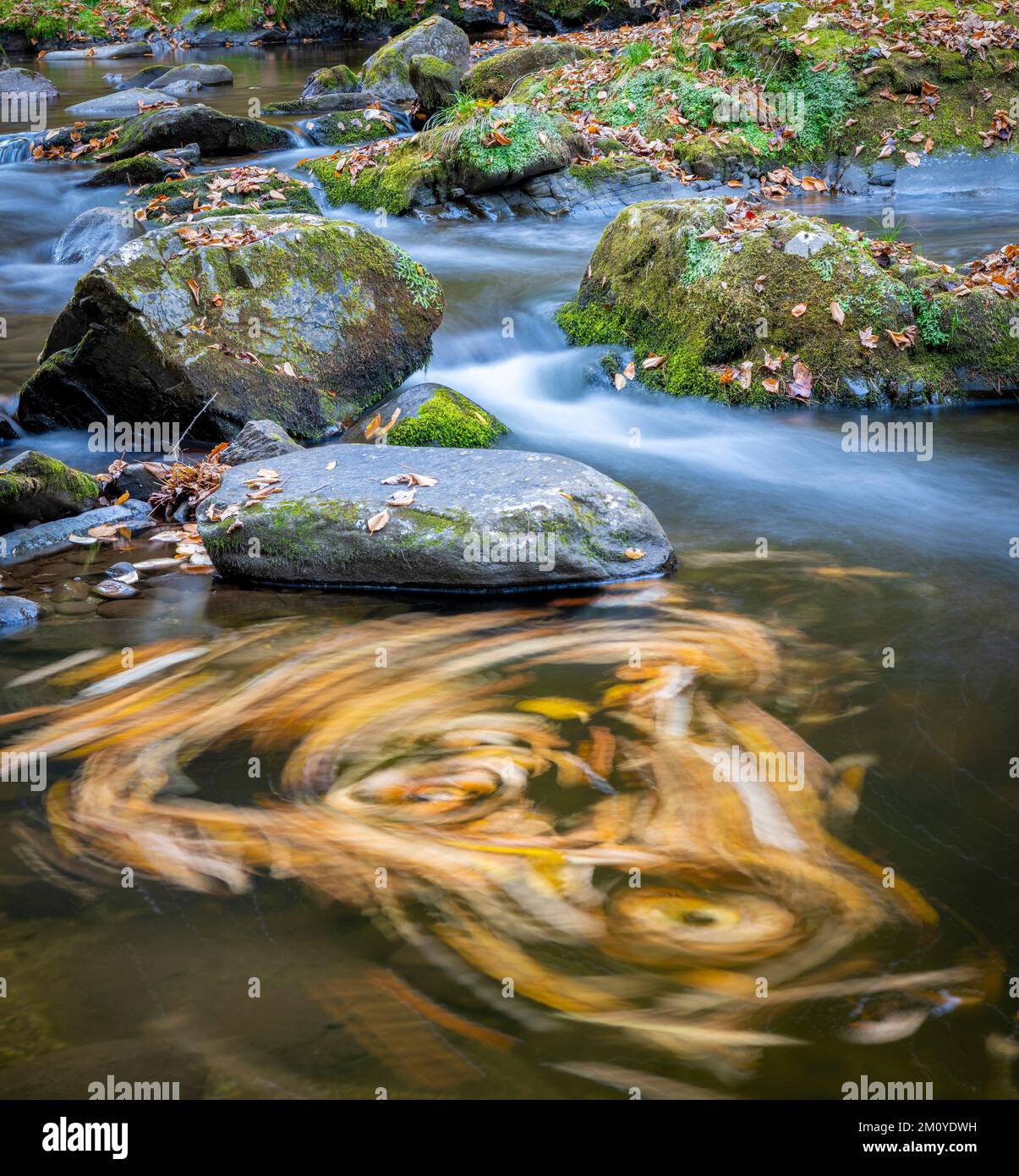 Eddy, Swiirling Leaves, Great Smoky Mountains NP, Herbst, TN, USA, von Dominique Braud/Dembinsky Photo Assoc Stockfoto