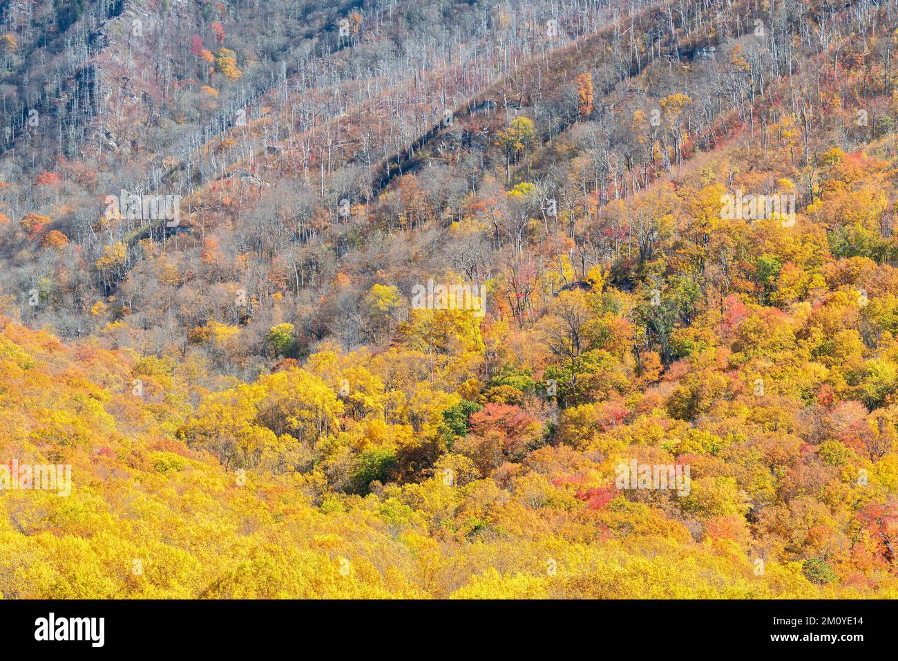 Herbstfarben in Great Smoky Mountains NP, TN, USA, Ende Oktober, von Dominique Braud/Dembinsky Photo Assoc Stockfoto