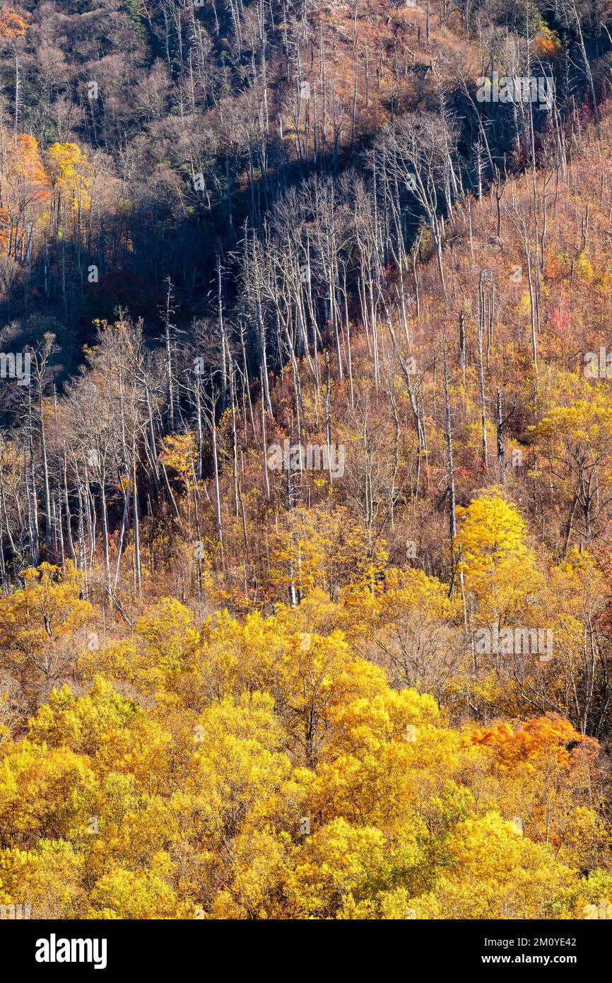 Herbstfarben in Great Smoky Mountains NP, TN, USA, Ende Oktober, von Dominique Braud/Dembinsky Photo Assoc Stockfoto Herbstfarben in Great Smoky Mountains NP, TN, USA, Ende Oktober, von Dominique Braud/Dembinsky Photo Assoc Stockfoto