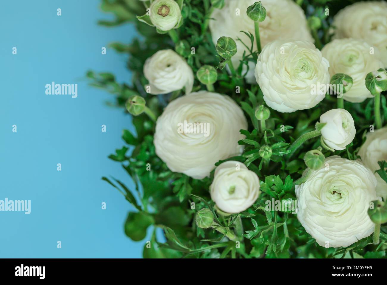 ranunculus-Blüten-Rand. Butterblüten-Hintergrund. Blumenkarte in Weiß und Blau. Stockfoto