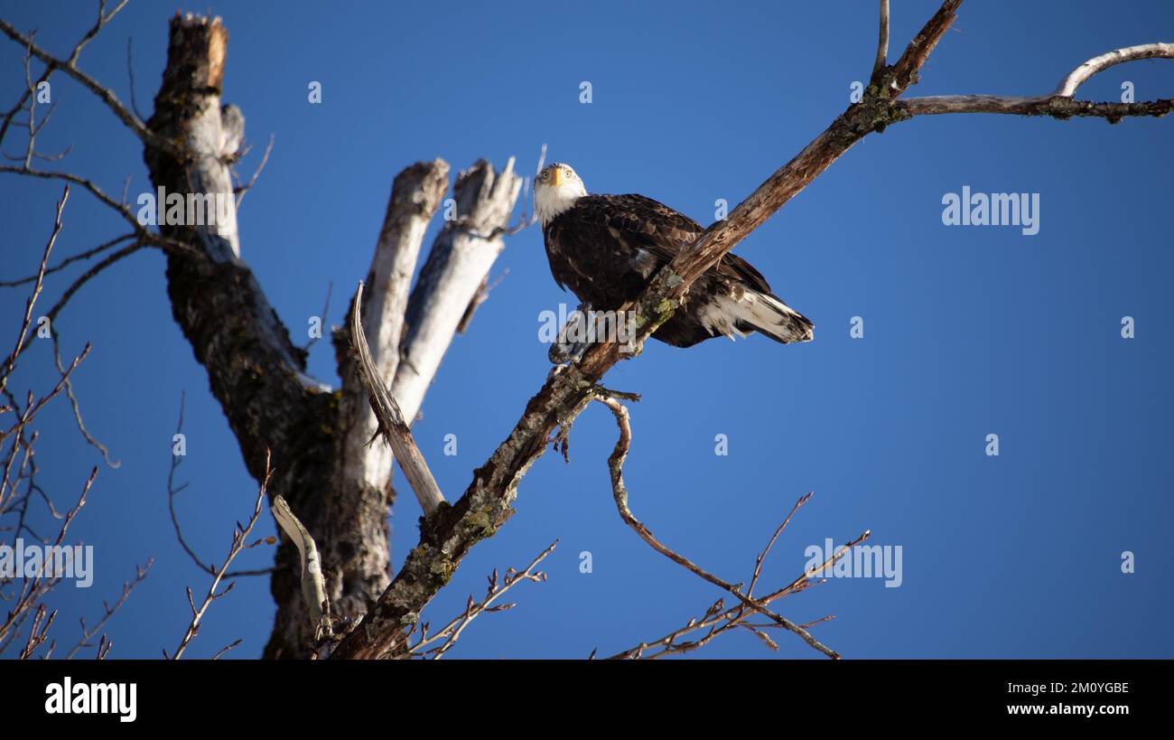 Ein Weißkopfseeadler starrt in die Kamera. Stockfoto