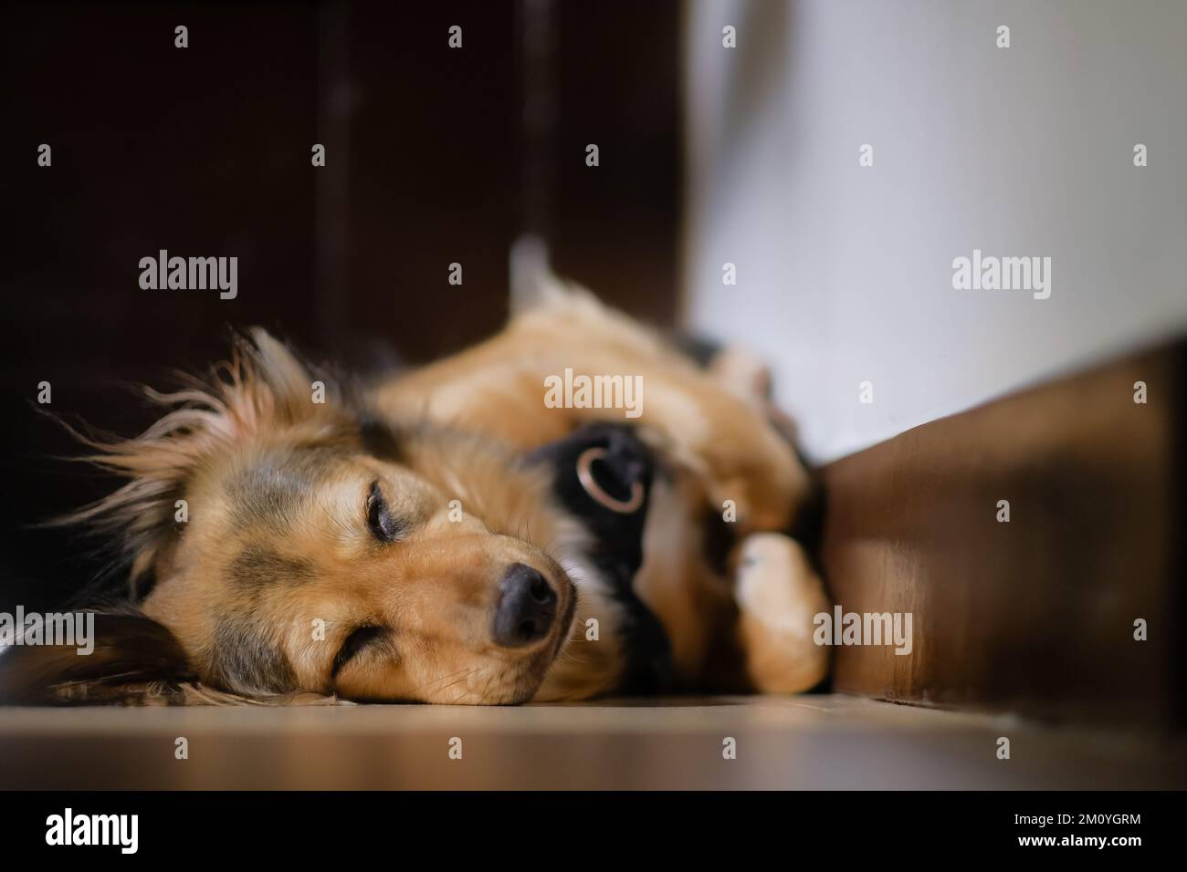 Nahaufnahme eines bunten Schäferhundes, der drinnen schläft, auf dem Boden, mit gekrümmten Pfoten und Beinen in einer Ecke. Süßes Haustier, das friedlich schläft. Stockfoto