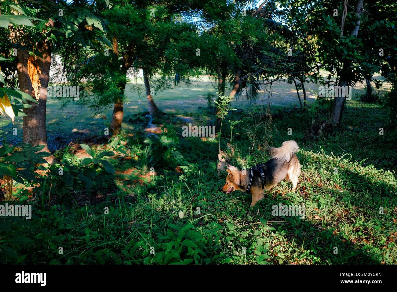 Der bunten Schäferhund erkundet einen Park mit überwuchertem Gras und Sonnenlicht durch Bäume. Schwarzes, braunes, weißes Fell. Mittelgroßes Haustier im Freien. Stockfoto