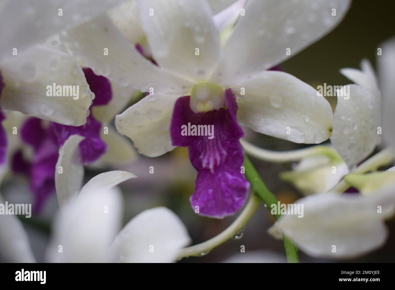 Wunderschöne Tiger Orchideen Blumen im Hof des Hauses. Auch als Riesenorchidee, Tigerorchidee, Zuckerrohrorchidee oder Königliche Orchidee bezeichnet. Stockfoto