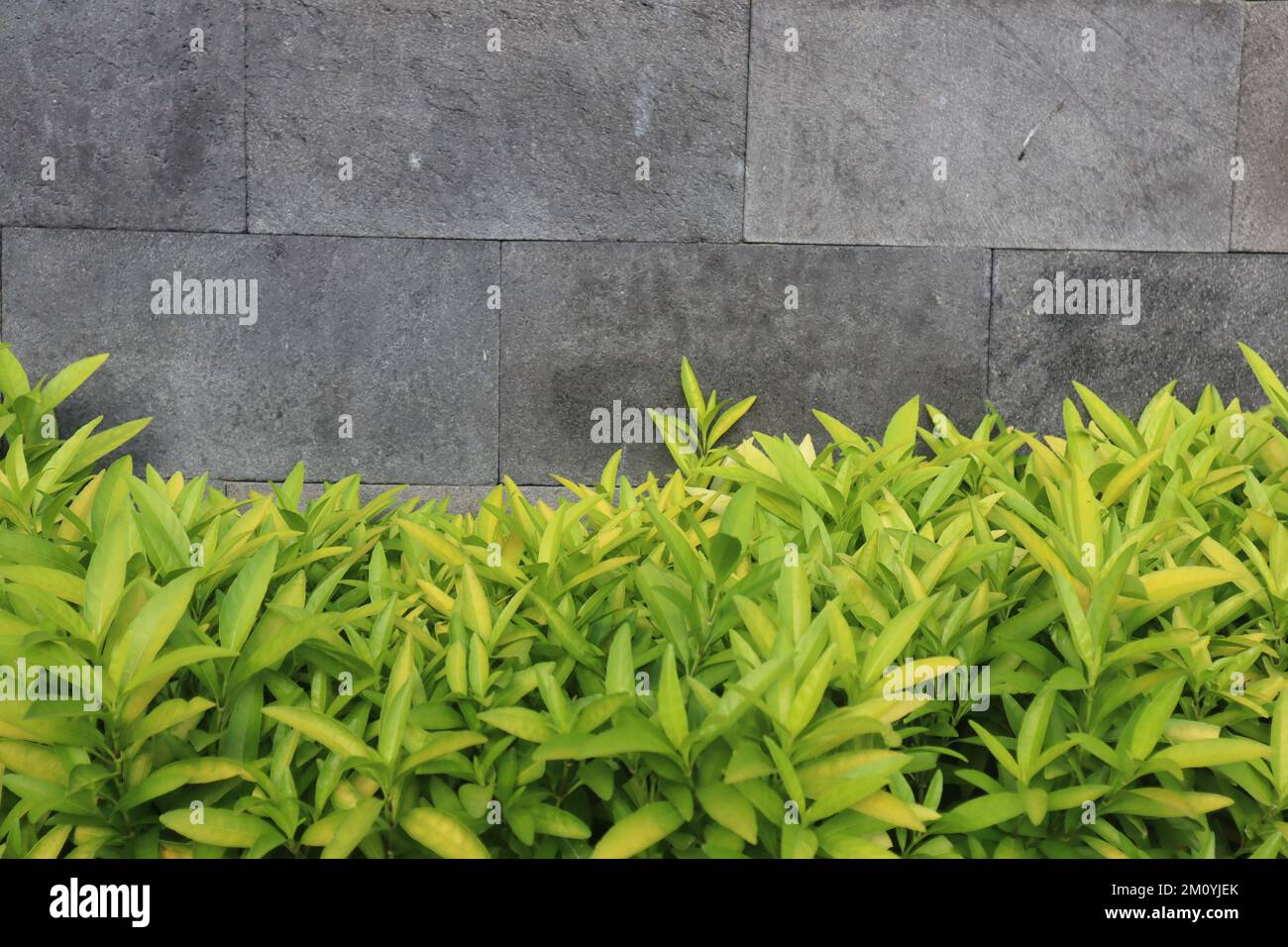 Grüne Blumen an der Wand und Platz für Zitate. Stockfoto