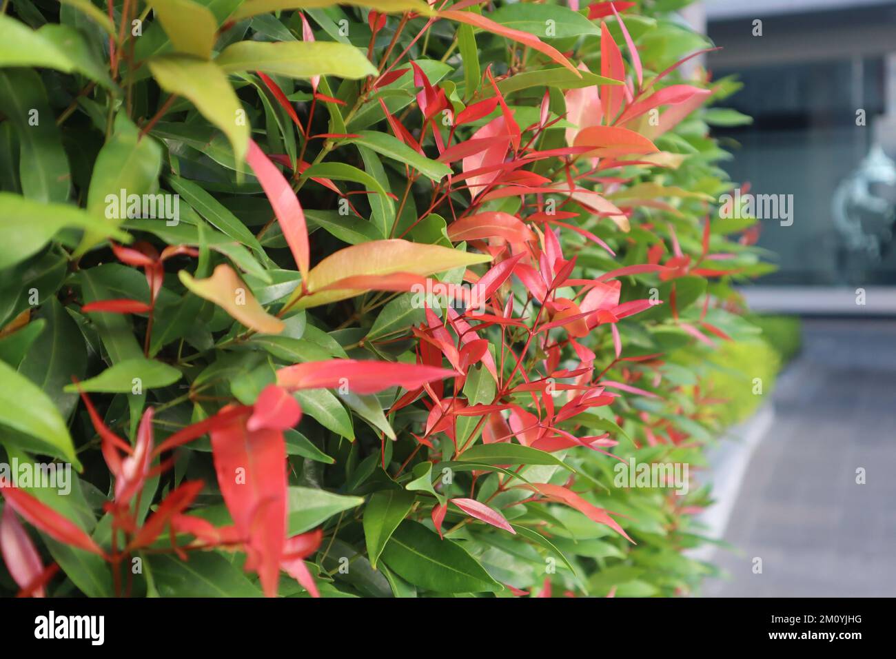 Nahaufnahme der roten Knospenblume, leerer Platz zum Schreiben von Zitaten oder etwas anderes Stockfoto