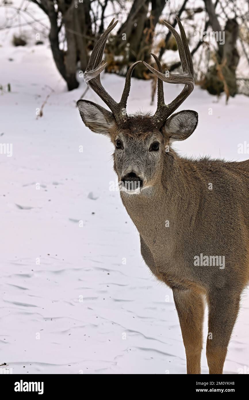 Ein vertikales Bild eines Weißwedelhirsches „Odocoileus virginianus“, der im frischen Schnee in seinem Waldlebensraum im ländlichen Alberta, Kanada, steht. Stockfoto